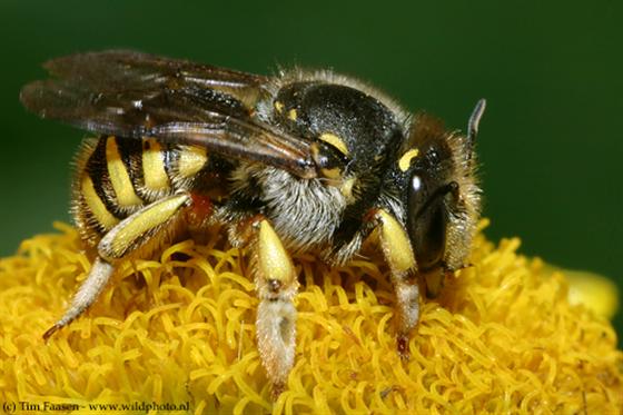 Anthidium manicatum (Linnaeus, 1758)